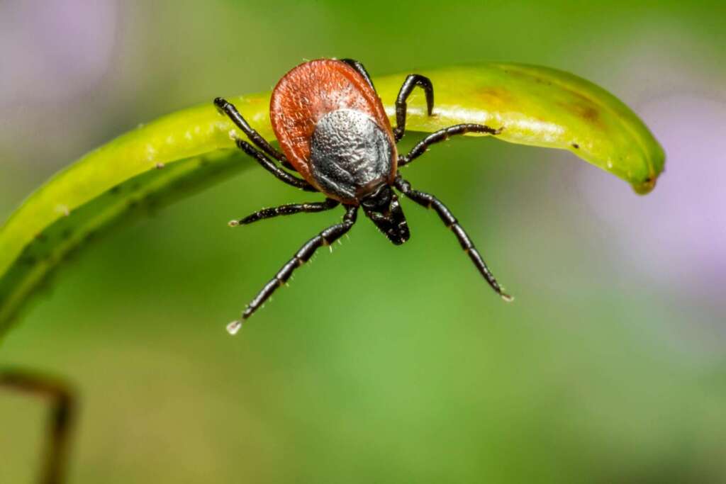 Black-legged tick, adult ticks, transmission of Lyme Disease